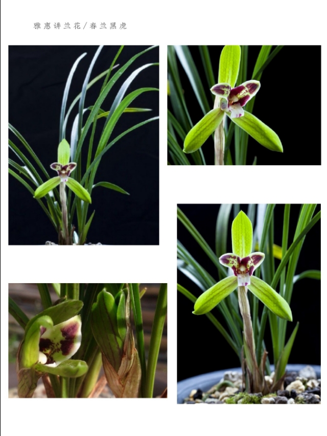 春兰入门级品种介绍：大富贵、环球荷鼎、端秀荷、余蝴蝶等等