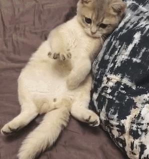 猫咪独自在家怕乱跑怎么办,猫咪独自在家孤单怎么办