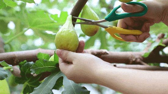 很好看又好吃的无花果,又香又甜的无花果好吃