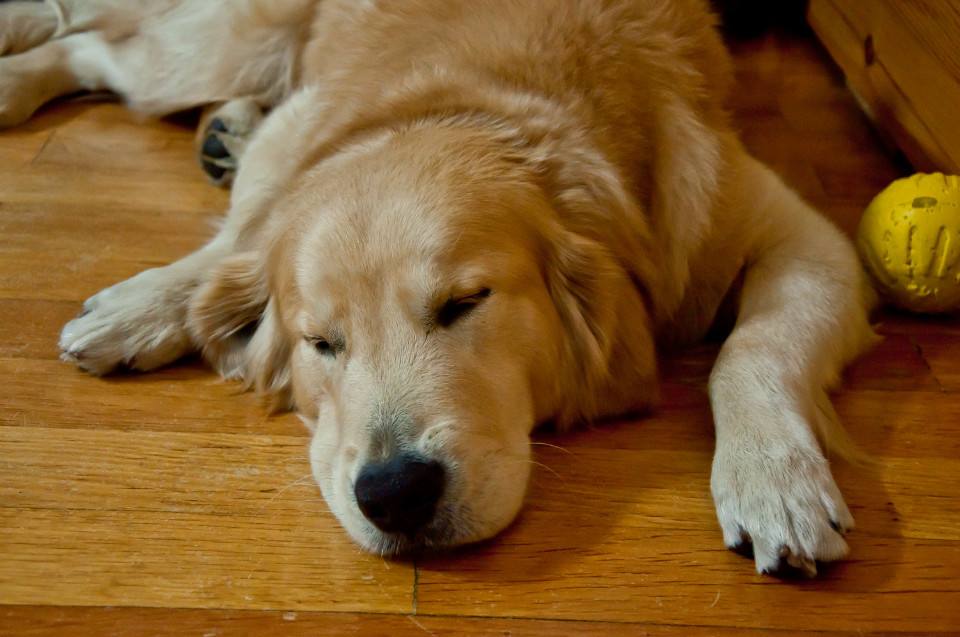 狗狗前肢无力是怎么回事,狗狗四肢无力站不起来是怎么回事