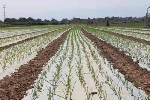 大蒜有黄叶病怎么防治,大蒜出现黄叶是什么病如何治疗