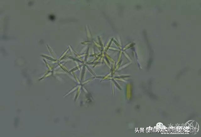 100种水产藻类,水产藻类图谱及名称