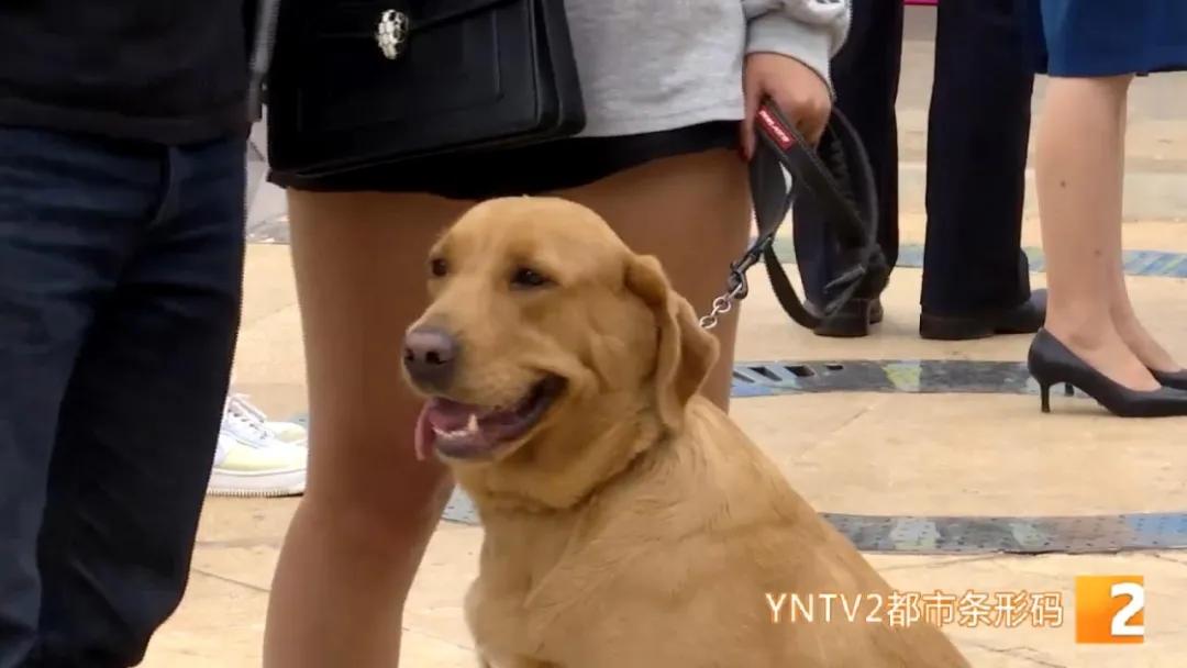 八旬老人被狗绳绊倒身亡如何避免,老人被狗绳绊倒是什么狗