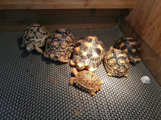 新手养普通小陆龟怎么喂养,小陆龟可以深水养吗