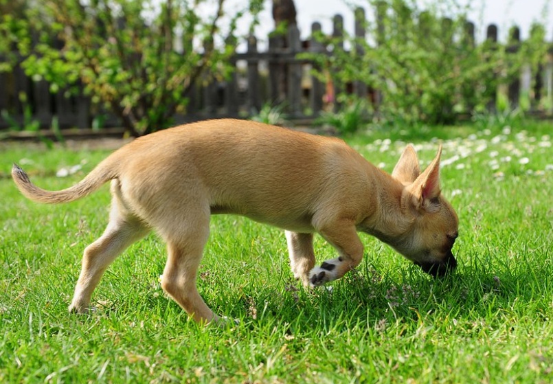 狗狗误食的症状多久出现,狗狗误食了不能吃的东西怎么办