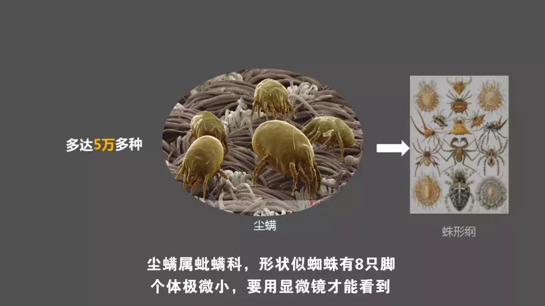 真正脸部除螨的产品,脸上除螨神器怎么用