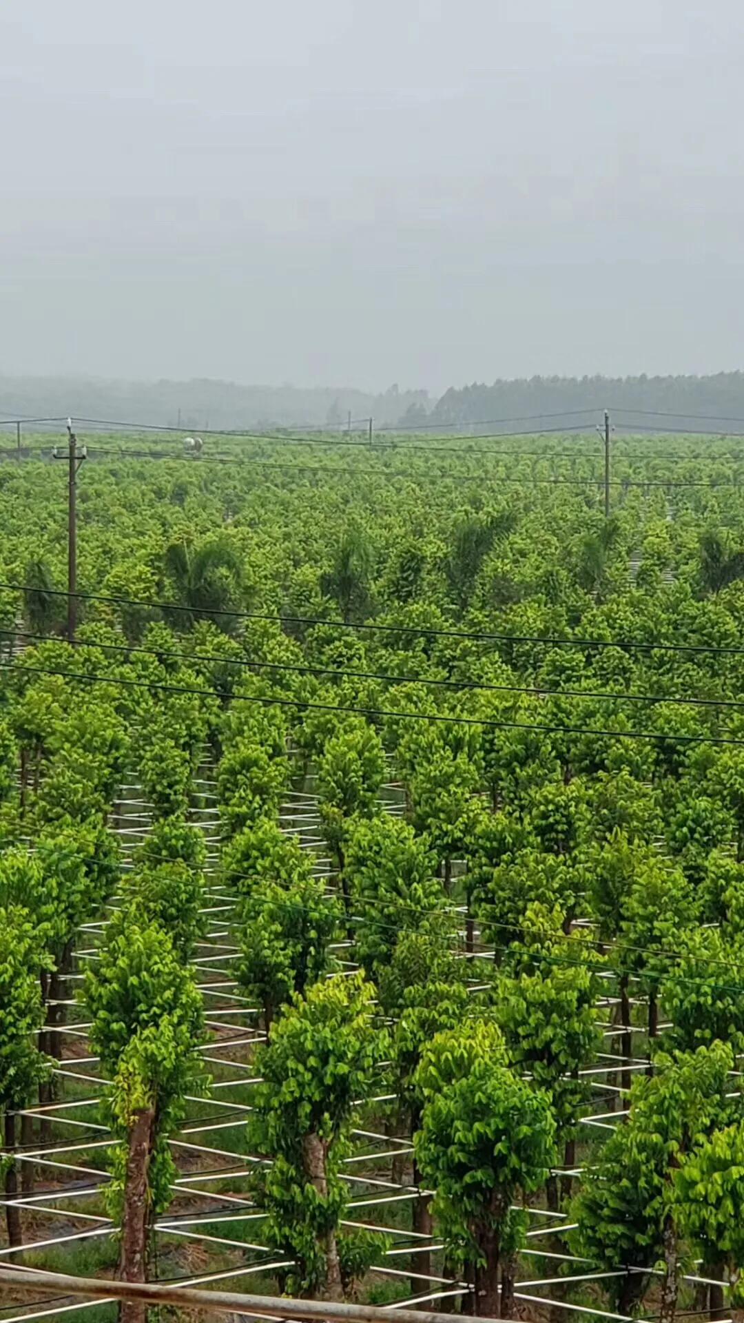 奇楠沉香茶春茶,沉香奇楠花茶小众