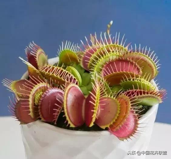 打翻了调色盘的花,打翻了调色盘的美景