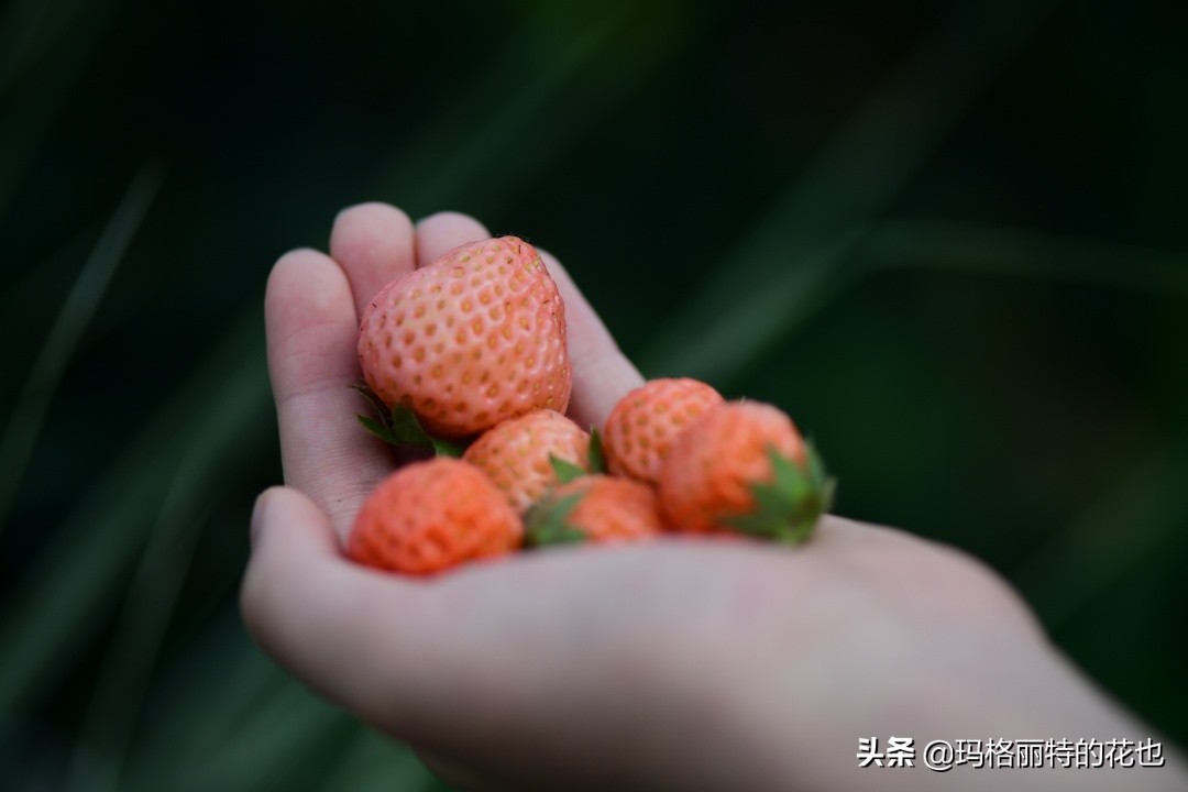 树莓在庭院怎么种植,树莓可在院子里种吗