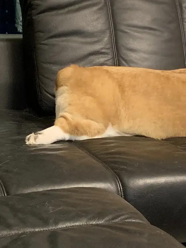 哈哈哈哈哈我笑到我家的狗偷开邻居家的车送我去精神病院