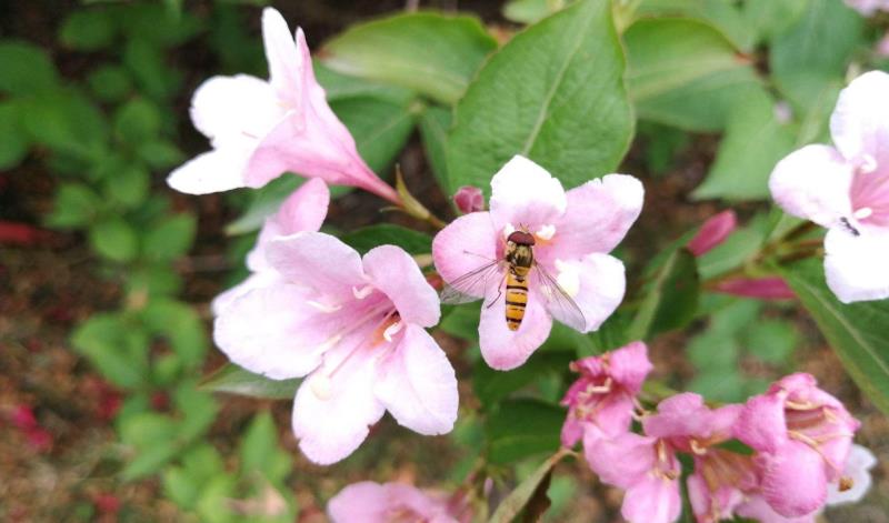 情商越高,直话越少:真正情商高的人,常用三种语言技巧,很委婉