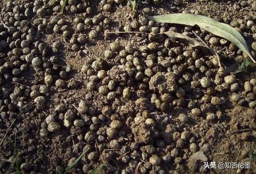 农村适合哪些投资少风险小的养殖,农村养殖种植与三农创业致富项目