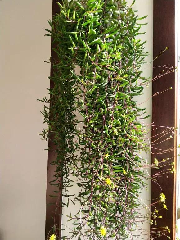 吊兰多肉养护技巧和方法,吊兰多肉的养殖方法和注意事项