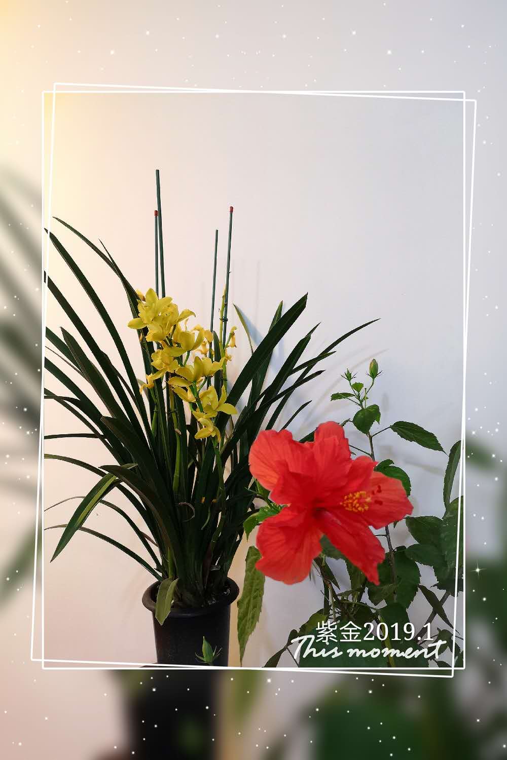 为什么水培竹子叶子发黄？怎么处理