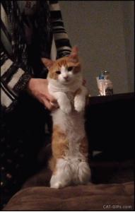 网上都在说猫是液体的，很多人猫奴也认同