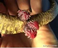 这些猫狗的照片,我也就看了10000多遍!