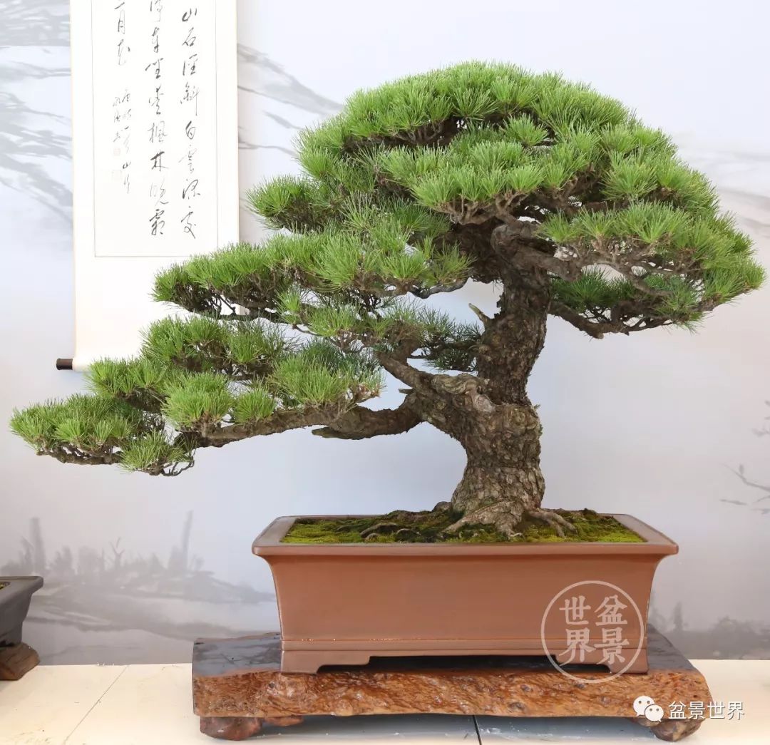 黑松盆景精品图片,黑松盆景精品欣赏