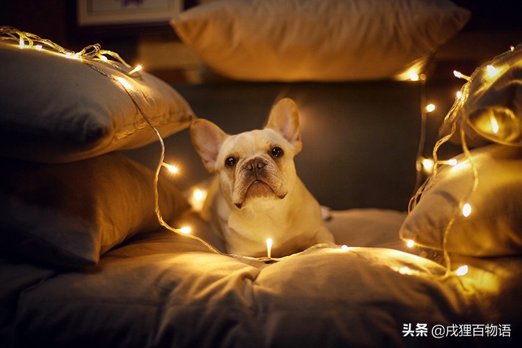 养法斗注意避坑,养法斗家里臭不臭