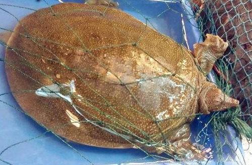 夏季钓甲鱼饵料,水库钓甲鱼方法和绝招