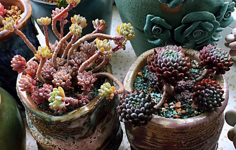 多肉室外养下雨淋了叶片怎么办,室内的多肉夏天可以放外面淋雨吗