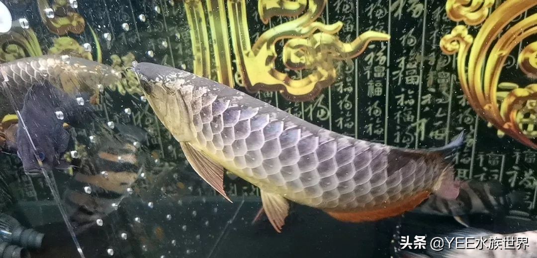 养鱼要不要一步到位,养鱼都需要哪几步