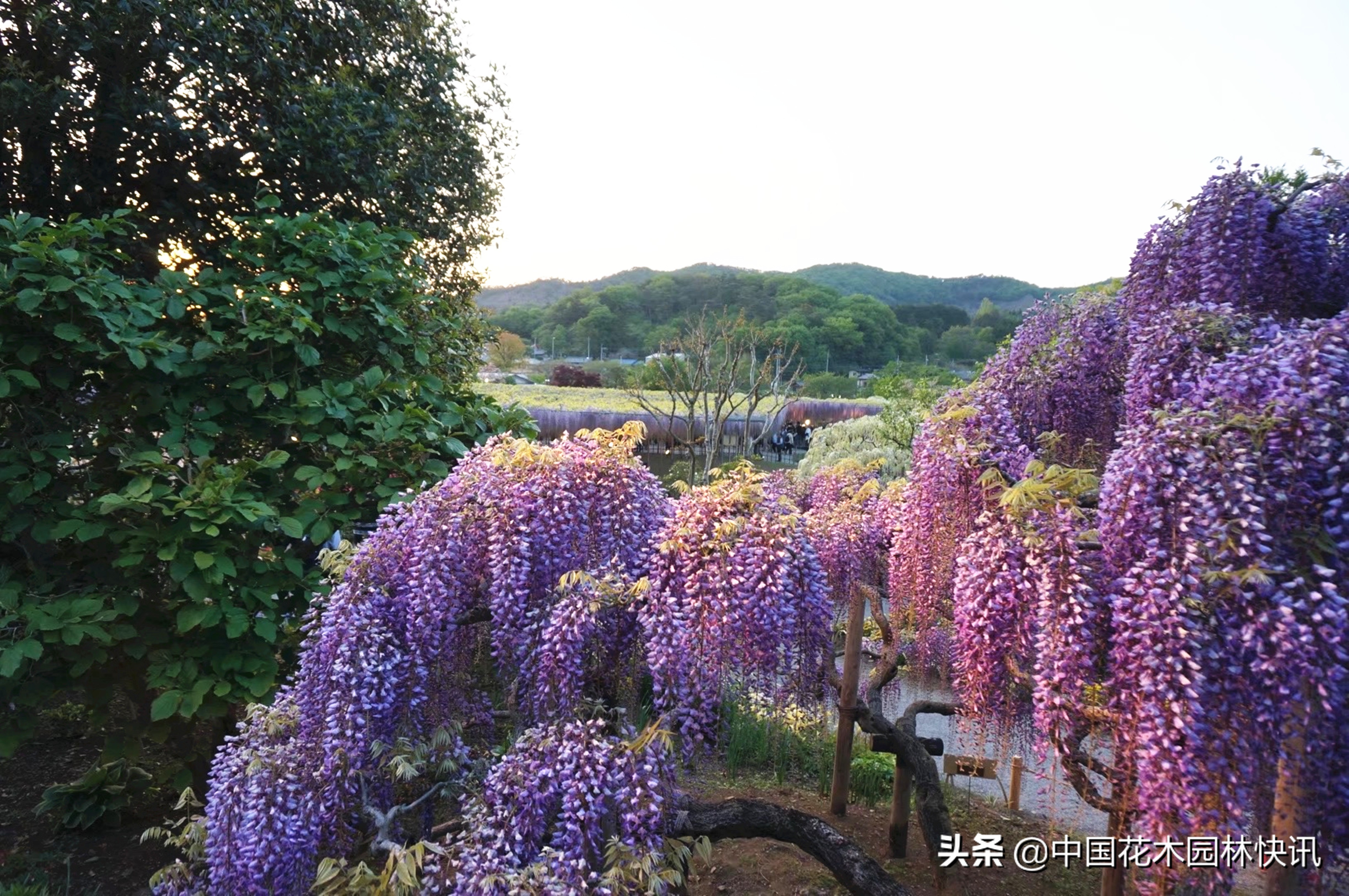 日本最美紫藤园,日本紫藤花美景