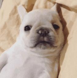 如何提高狗狗的免疫力？请记住这几个常见的办法