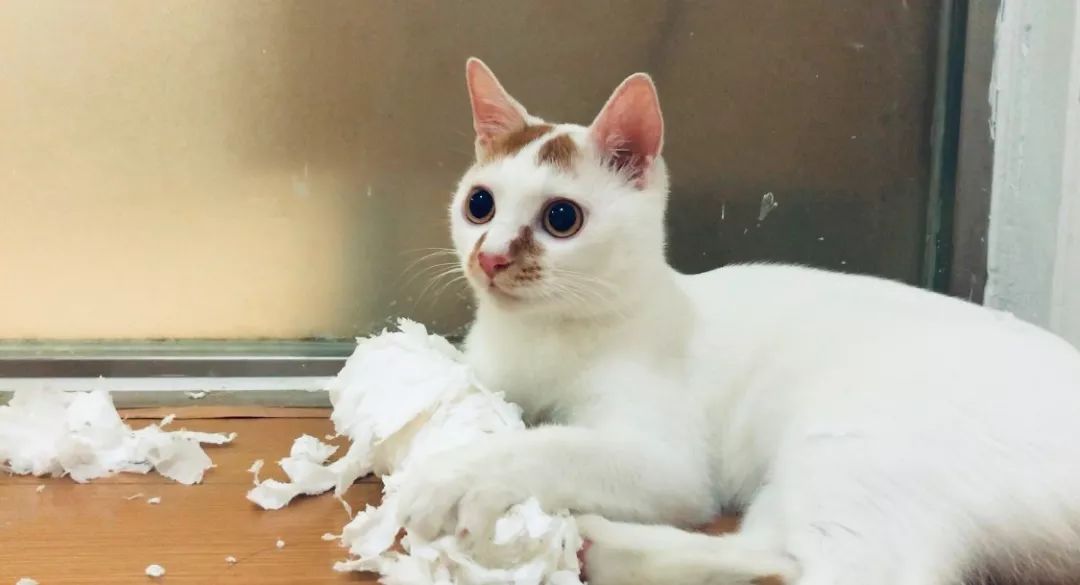 猫咪爱吃虫子该怎么办,猫咪爱吃虾怎么办呀