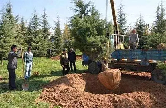 苗木种植风险,苗木假植应注意哪些问题