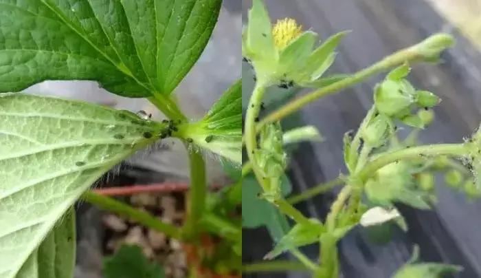 草莓虫害高清图,草莓虫害图谱及药剂选择