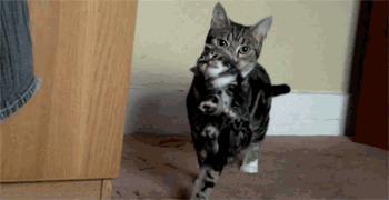 小猫咪身上有哪些神奇的开关,小猫咪身上的那些奇奇怪怪的开关