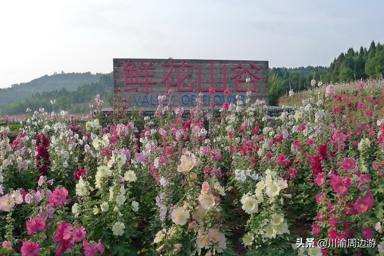 芙蓉千亩花海,芙蓉花花海