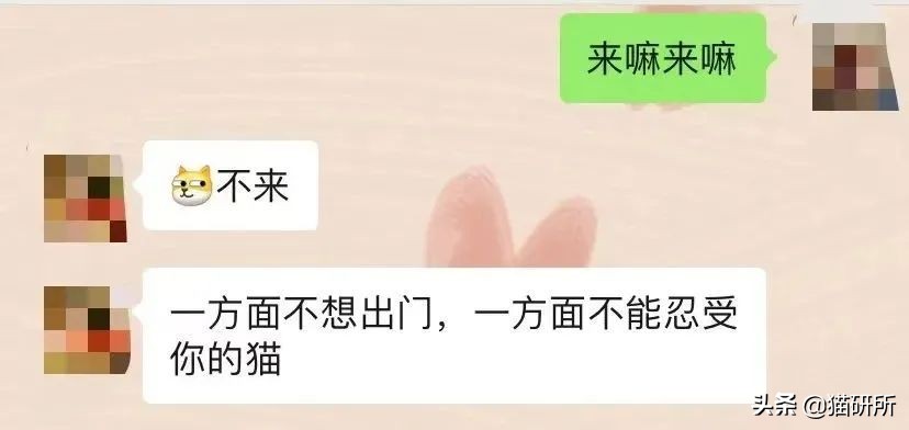 为什么猫咪那么傲娇还有人喜欢,猫咪这么可爱怎么有人舍得伤害