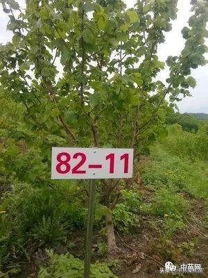 平欧大果榛子价格,平欧大果榛子栽培基地