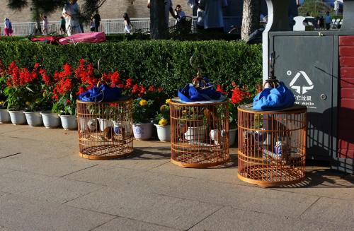 画眉不叫用什么饲料好,画眉科普知识