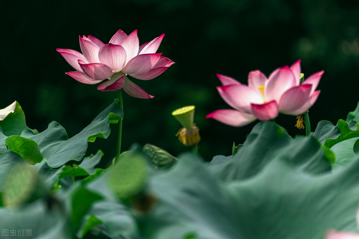 《鬼谷子》系列第二十二章，谋篇（2）