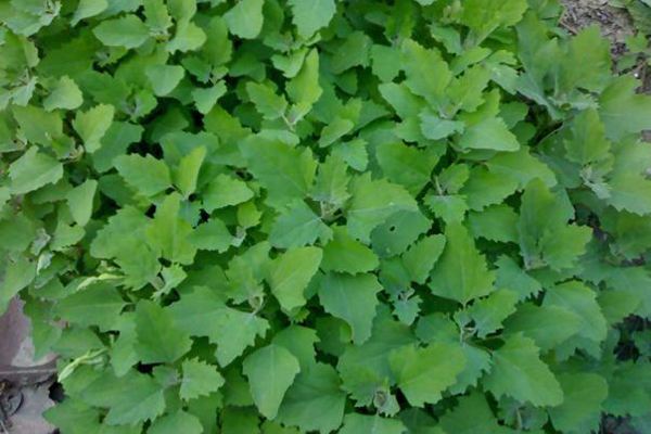 “八珍何得望藜羹”——揭开被陆游推崇备至的灰条菜的美食之谜