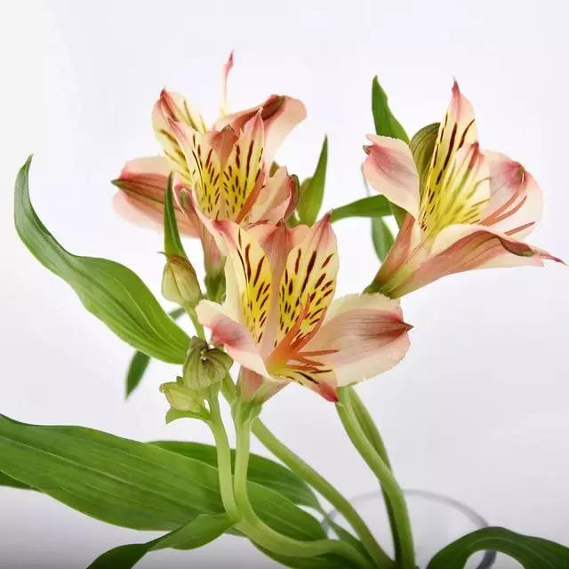 过年家里摆什么植物好,家里过年要摆几样水果