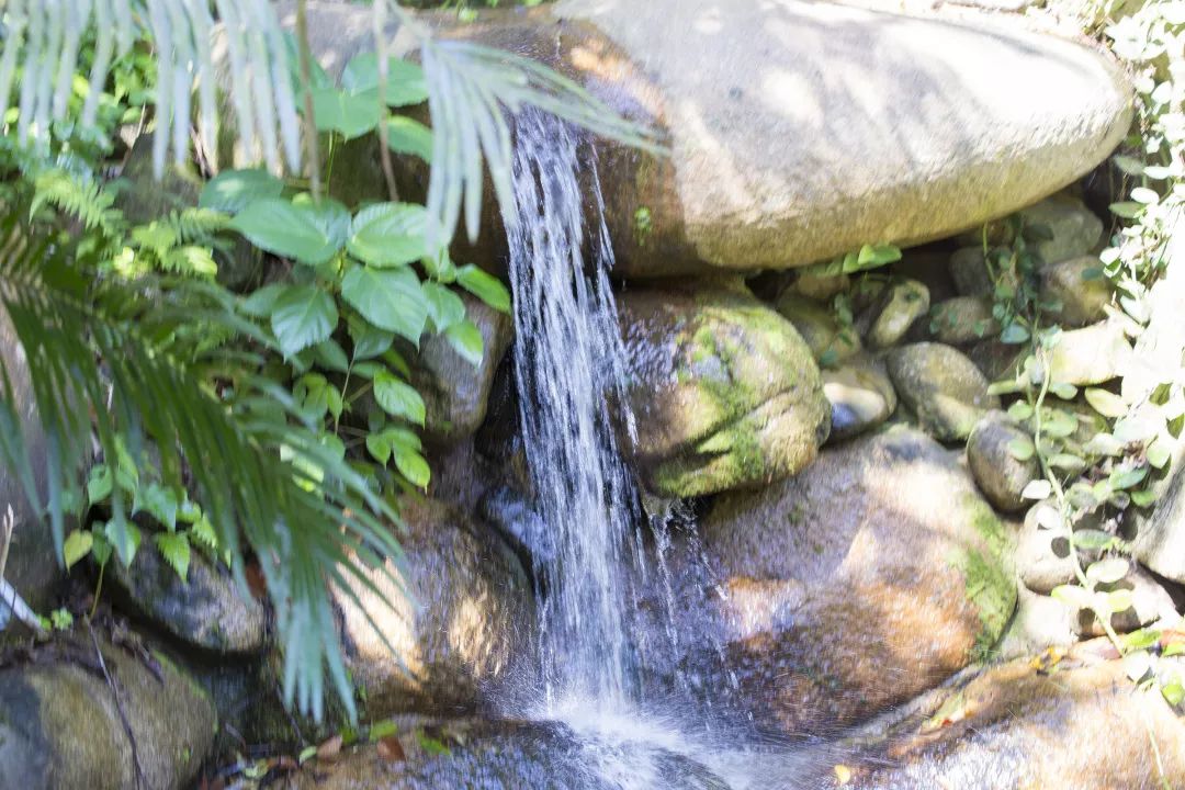 金秋多彩季，春晖幼儿园雨林仙境一日游