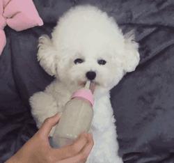 怎样给狗狗挑选一个好的羊奶粉,狗狗羊奶粉选什么最好