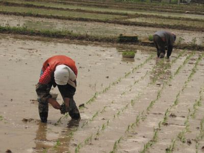 水稻能不能用井水灌溉,井水灌溉水稻的好处