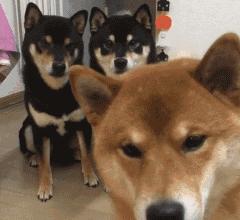 秦皇岛这只网红猫日常“巡逻”你见过吗?岛上还有这些撸猫好去处~