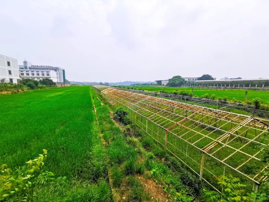 全国第一！华中农业大学真是太太太牛了