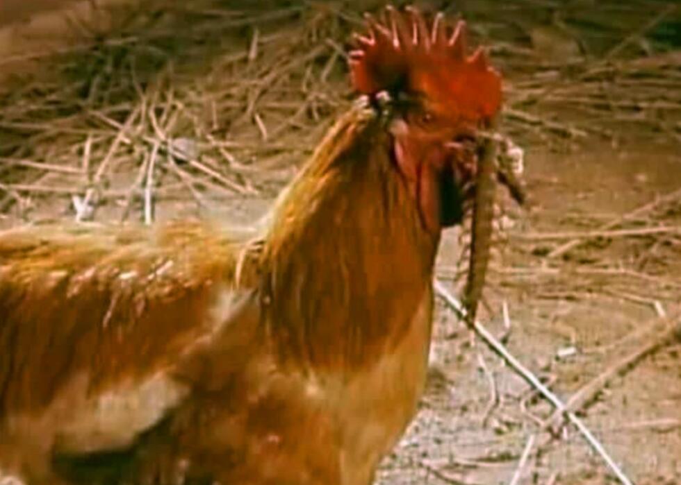 被蜈蚣虫咬一口后果有多严重,男子被蜘蛛咬后身体反应