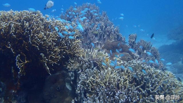 菲律宾小马尔代夫度假村,菲律宾小马尔代夫一日游