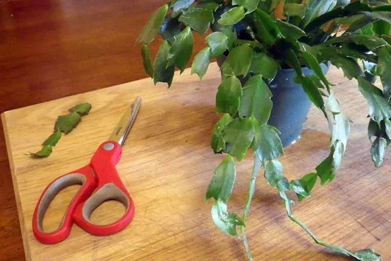 室内蟹爪兰如何养,室内养蟹爪兰的正确方法