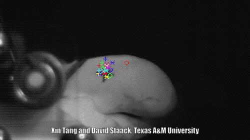 瞬间发射4000度高温的虾,能喷出100度高温的虾