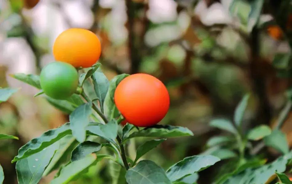 宝宝误食家里养的植物叶子,孩子误食有毒植物