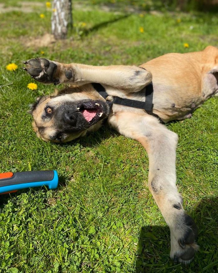 无良犬舍的秘密！过度繁殖导致狗狗子宫脱落！一度失去生活的希望