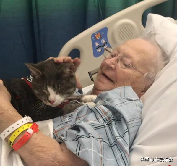 救治失明猫咪,失明猫被救助视频